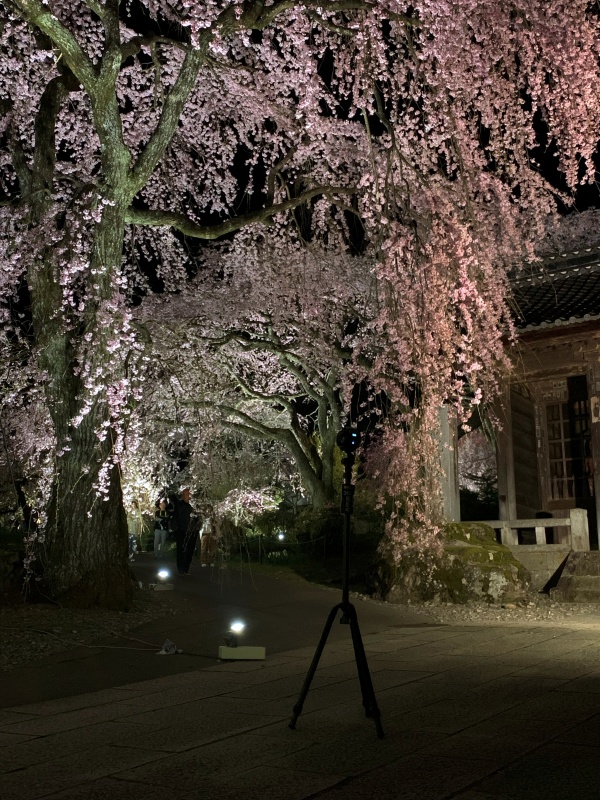 駒ヶ根市光前寺ライトアップ2025春・仁王門・360°撮影