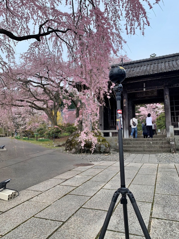 駒ヶ根市光前寺仁王門と枝垂れ桜・360°カメラ